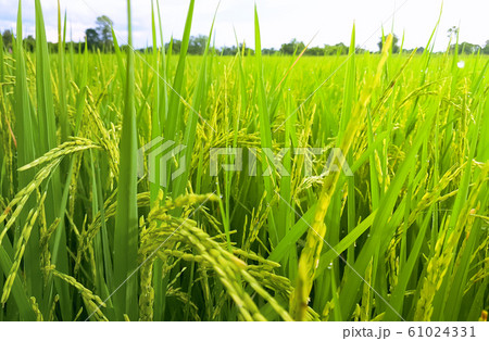 Sunset on Rice field at Thailand after the Rain Close Up Sunset on Rice field at Thailand after the Rain Close Up 61024331
