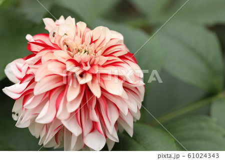 ダリア 61024343