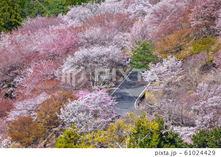 桜景　吉野山 61024429