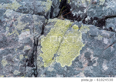 Geographical Rizocarpon (lat.Rhizocarpon 61024530