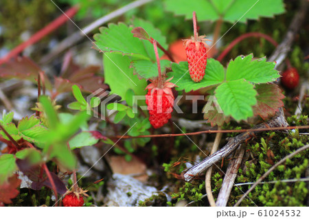 ノウゴウイチゴ 61024532