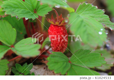 ノウゴウイチゴ 61024533
