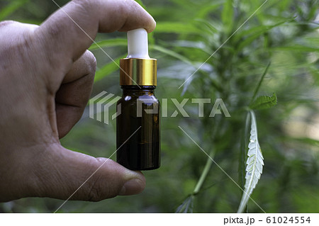 Hand holding a glass bottle with CBD oil at cannabis flowers blooming background Hand holding a glass bottle with CBD oil at cannabis flowers blooming background 61024554