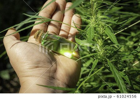 Hand holding a glass bottle with CBD oil at cannabis flowers blooming background 61024556
