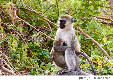 Female Cercopithecus with a baby in a tree in the 61024702