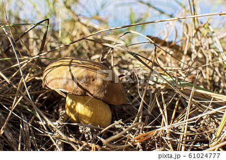 Close-up photo of a mushroom with drops of dew on 61024777