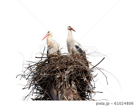 Stork's nest on a branch of a tree with two Stork's nest on a branch of a tree with two 61024806