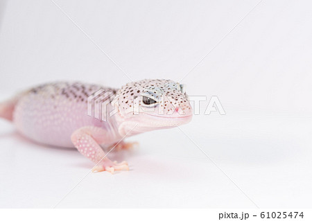 ピンク色のレオパルドゲッコー ピンク色のレオパルドゲッコー 61025474