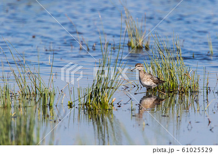 Wood sandpiper (Tringa glareola) 61025529