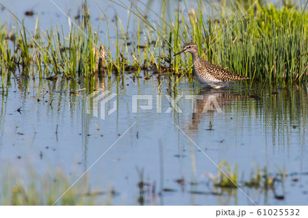 Wood sandpiper (Tringa glareola) 61025532