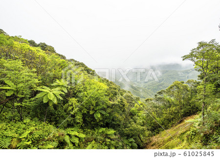 奄美大島の風景 湯湾岳 原始の森 奄美最高峰 霊宝霊山 奄美大島の風景 湯湾岳 原始の森 奄美最高峰 霊宝霊山 61025845
