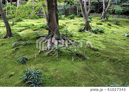 祇王寺の中庭 祇王寺の中庭 61027343