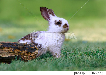 草地の倒木前で遠くをみつめる白い子ウサギ1匹。自然,癒し,リラックスイメージ 草地の倒木前で遠くをみつめる白い子ウサギ1匹。自然,癒し,リラックスイメージ 61027447