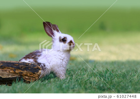 草地の倒木前で遠くをみつめる白い子ウサギ1匹。自然,癒し,リラックスイメージ 61027448