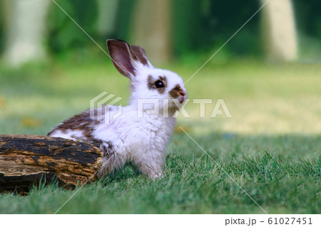 草地の倒木前で遠くをみつめる白い子ウサギ1匹。自然,癒し,リラックスイメージ 草地の倒木前で遠くをみつめる白い子ウサギ1匹。自然,癒し,リラックスイメージ 61027451