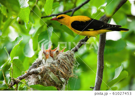 Eurasian golden oriole with yellow and black plumage breeding 61027453