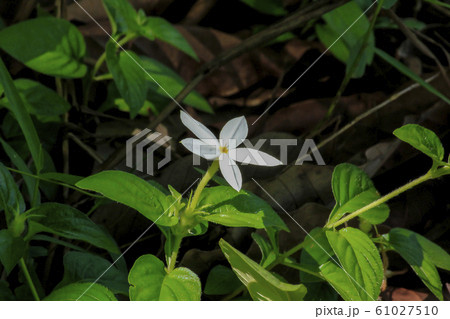 White wildflowers with lobes. 61027510