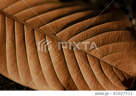 Leaves dry in nature Leaves dry in nature 61027511