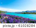 テカポ湖とルピナス テカポ湖とルピナス 61028284