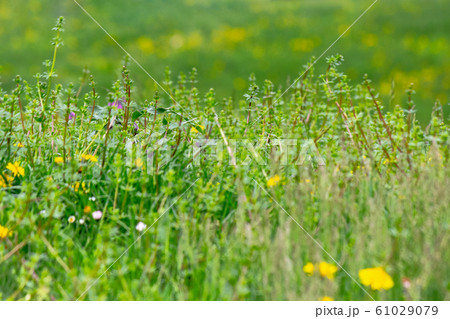 dandelions and other weeds among the grass 61029079