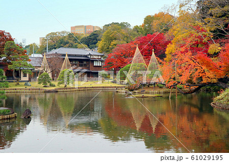 肥後細川庭園の紅葉（12月）東京都文京区 61029195