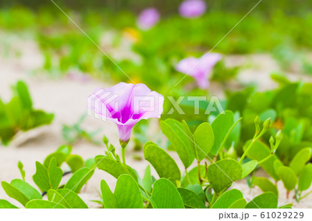 Pink flower of Convolvulus arvensis or field 61029229