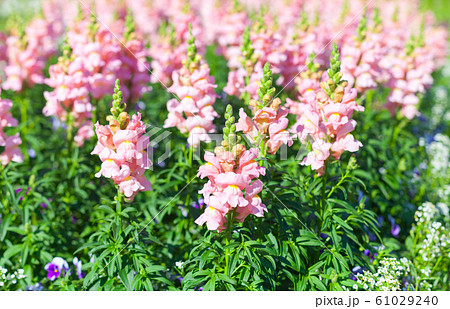 Flowers grow in a summer garden, natural 61029240
