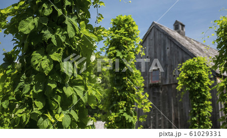 Ancient wooden building, in the foreground hops plants. Brewing concept 61029331