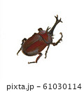 カブト虫 61030114