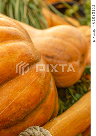 pumpkin orange and large,muscat it is a harvest pumpkin orange and large,muscat it is a harvest 61030153