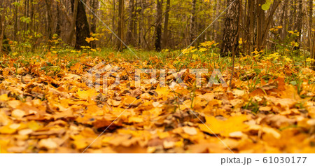 autumn background design fallen yellow leaves on 61030177