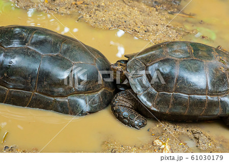 a pair of black turtles crawling along the yellow a pair of black turtles crawling along the yellow 61030179