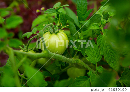 juicy unripe tomato hanging on a green bush among juicy unripe tomato hanging on a green bush among 61030190