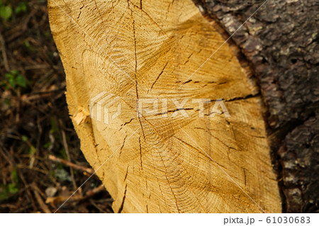 sawed a tree trunk uneven saw cut closeup, cracked 61030683