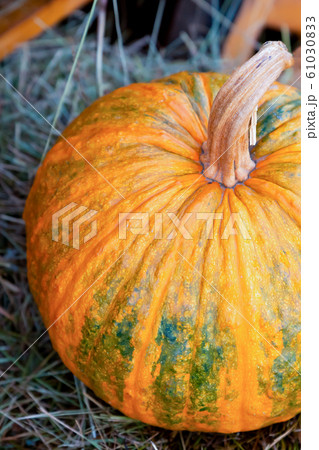 round yellow pumpkin ripe tasty sweet close-up 61030833