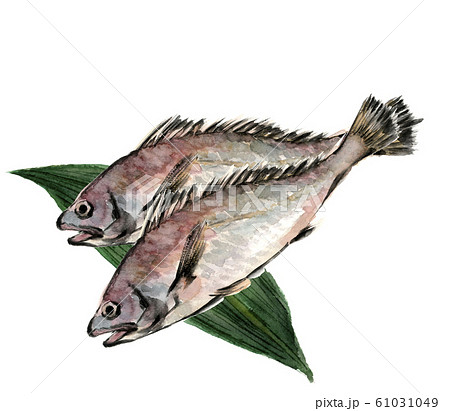 イシモチ 石持 石首魚 水彩 笹のイラスト素材