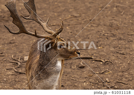 deer brown branchy big horns portrait from the 61031118
