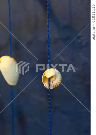 seashell sea white rope design vertical photo seashell sea white rope design vertical photo 61031119