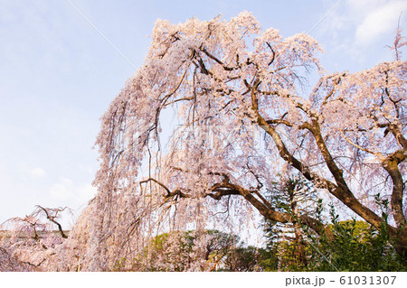 小江戸川越の春　早朝の中院　しだれ桜 61031307