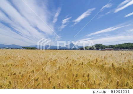 田舎 風景 麦 田舎 風景 麦 61031551