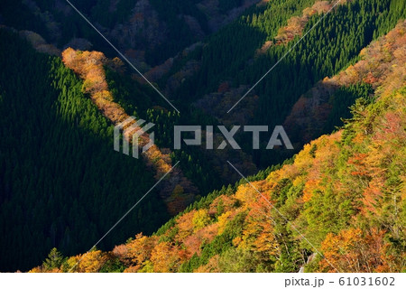 なめご谷の紅葉 61031602