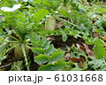 大根 61031668