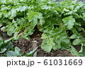 大根 61031669