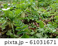 大根 61031671