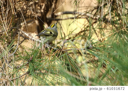 生き物 野鳥 キクイタダキ、漢字では『菊戴』。頭頂の黄色を菊の花に見立てた名前 生き物 野鳥 キクイタダキ、漢字では『菊戴』。頭頂の黄色を菊の花に見立てた名前 61031672