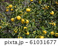 ゆず 61031677