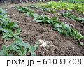 ほうれん草 61031708