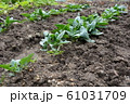 ほうれん草 61031709