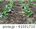 ほうれん草 61031710