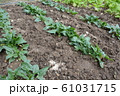 ほうれん草　 61031715